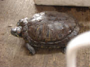 dsc00614.jpg