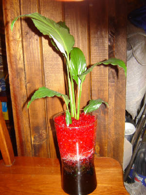 dsc00904.jpg