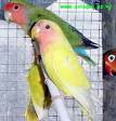 agapornis.jpg